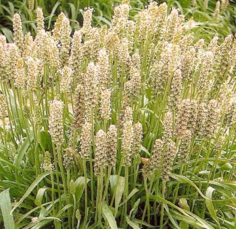 psyllium